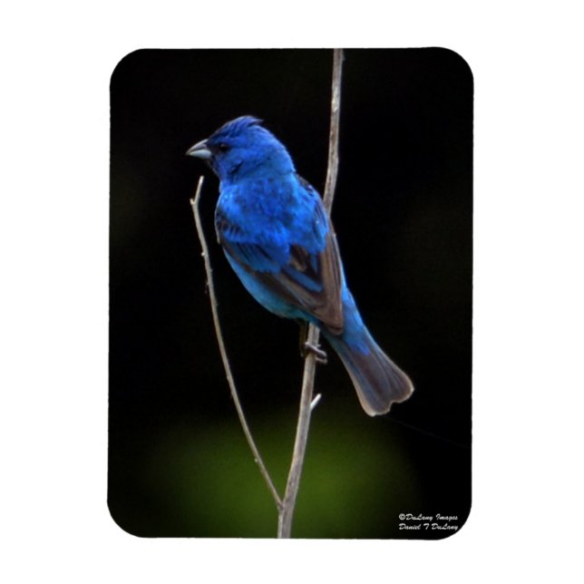 Ímã Indigo Bunting (Vertical)