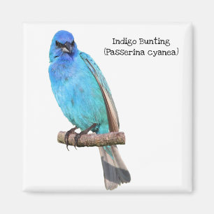 Imã Indigo Bunting