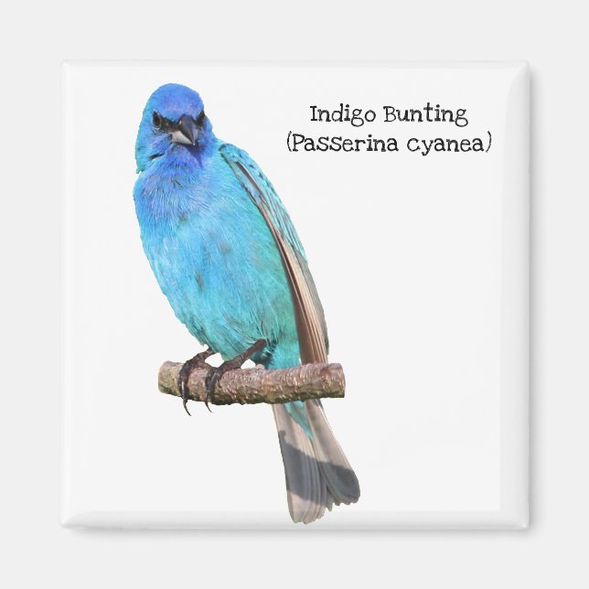 Imã Indigo Bunting (Frente)