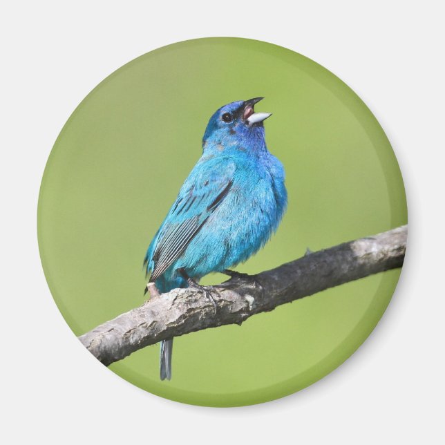 Imã Indigo Bunting (Frente)
