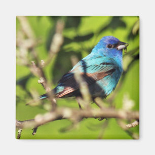 Imã Indigo Bunting Magnet