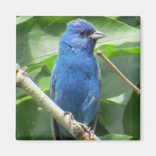 Imã Indigo Bunting Magnet