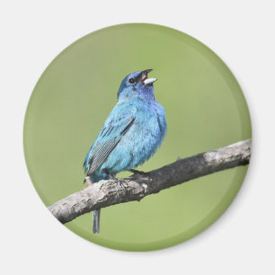 Imã Indigo Bunting Magnet