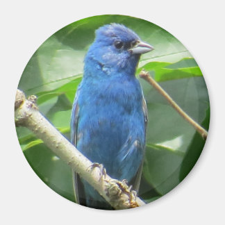 Imã Indigo Bunting Magnet