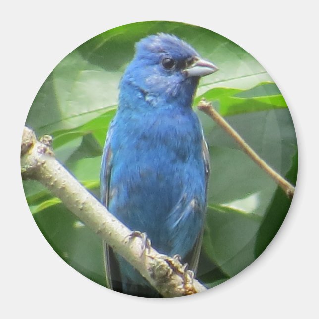 Imã Indigo Bunting Magnet (Frente)