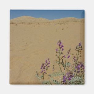 Imã Índigo Bush do Mojave e dunas de Kelso