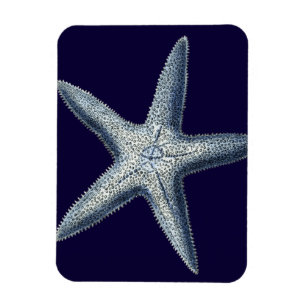 Ímã Indigo Shells IV