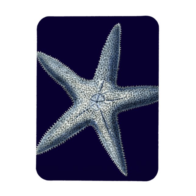 Ímã Indigo Shells IV (Vertical)