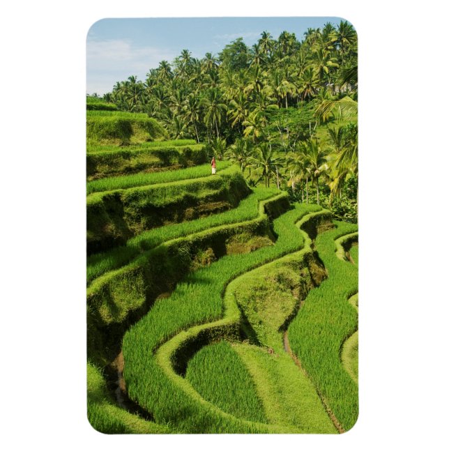 Ímã Indonésia, Bali | Campos de Arroz (Vertical)