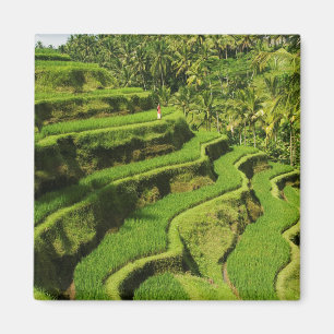 Imã Indonésia, Bali   Paddies De Arroz