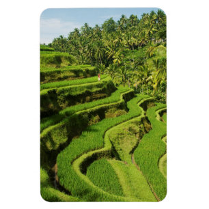 Ímã Indonésia, Bali  Paddies De Arroz