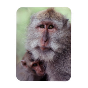 Ímã Indonésia, Bali, Ubud, Macaco-de-cauda-longa