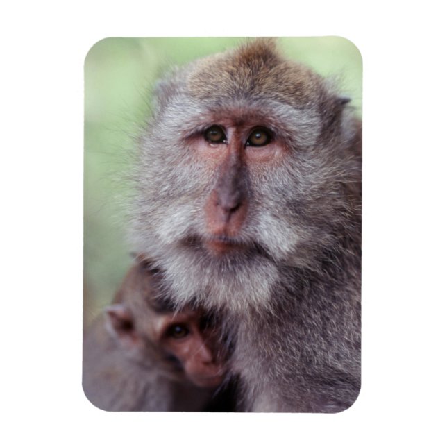 Ímã Indonésia, Bali, Ubud, Macaco-de-cauda-longa (Vertical)