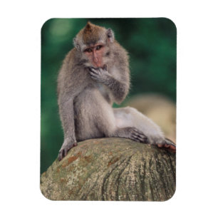 Ímã Indonésia, Bali, Ubud, Macaco-de-cauda-longa