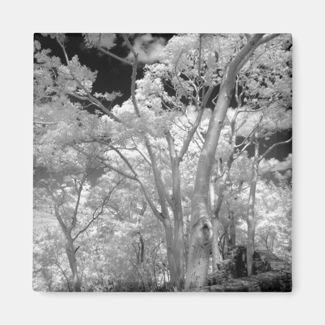 Imã Infra vermelho de árvores edifícios e pistas em La (Frente)