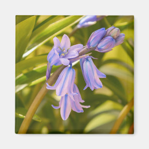 Imã Inglês Bluebells Magnet