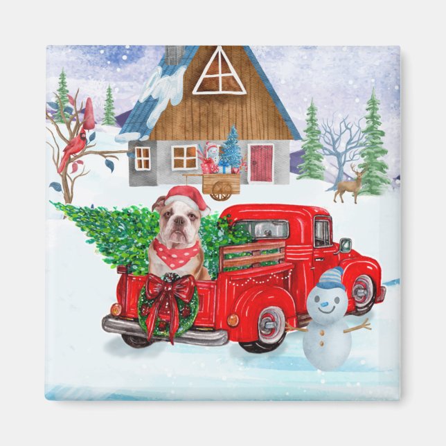 Imã Inglês Buldogue No Parto De Natal (Frente)
