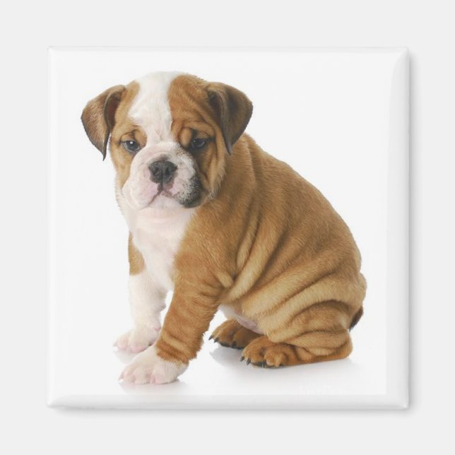 Imã Inglês Buldogue Puppy Dog Magnet (Frente)