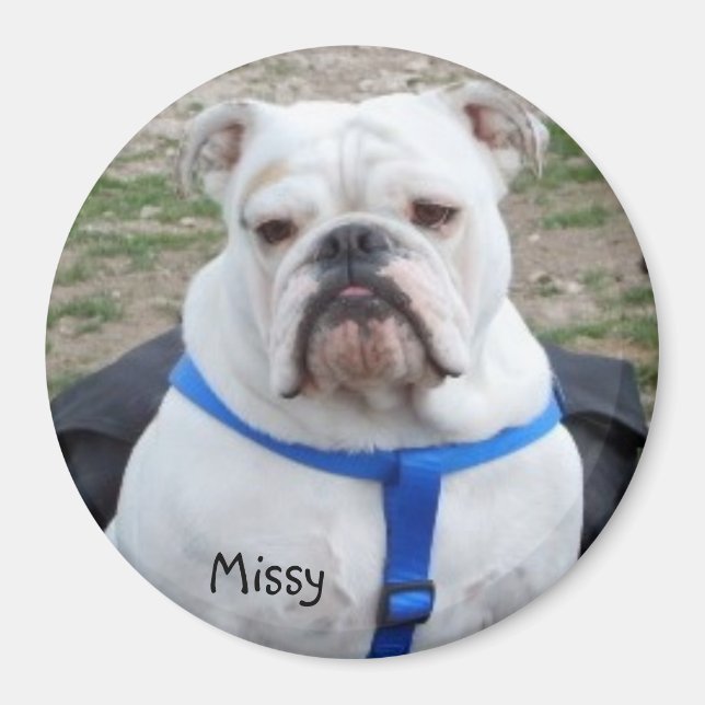 Imã Inglês Bulldog Missy Magnet (Frente)