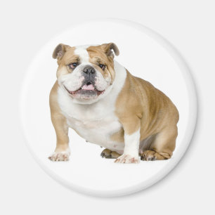 Imã Inglês Bulldog Puppy Dog Magnet
