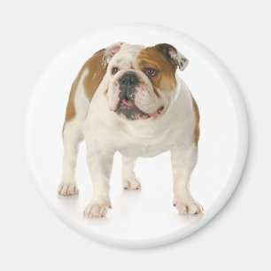 Imã Inglês Bulldog Puppy Dog Magnet