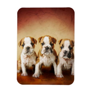 Ímã Inglês Cachorros de Bulldog Realmente Bonitos