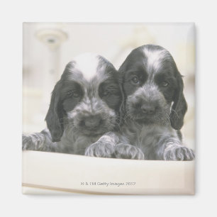 Imã Inglês cocker spaniel