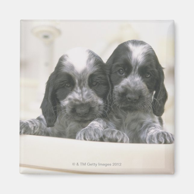 Imã Inglês Cocker Spaniel (Frente)