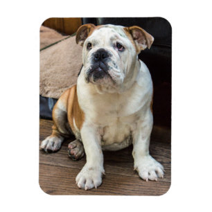 Ímã inglês do buldogue