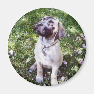Imã Inglês Mastiff Magnets