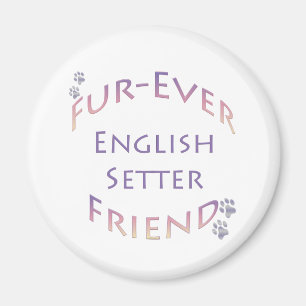Imã Inglês Setter Fuere