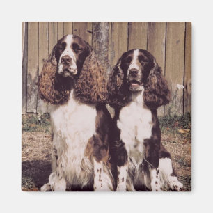 Imã Inglês Springer Spaniel Magnet