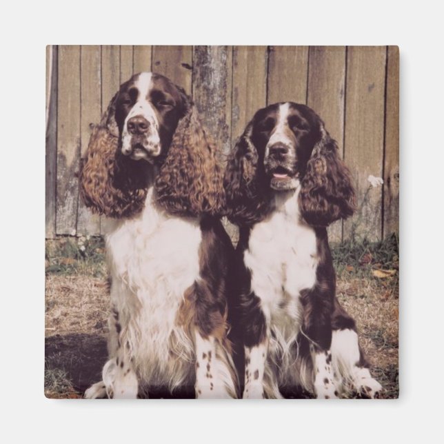 Imã Inglês Springer Spaniel Magnet (Frente)