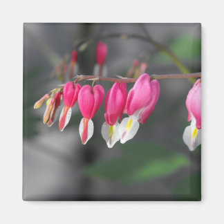 Imã Injeção de Corações