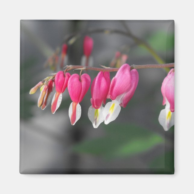 Imã Injeção de Corações (Frente)