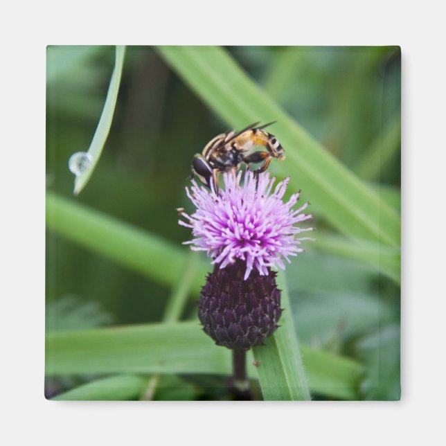 Imã Injetor de mosca (Frente)