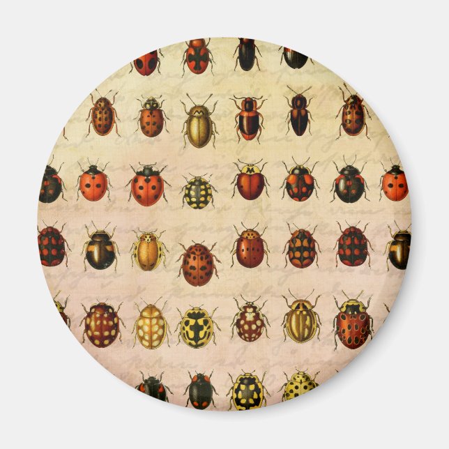 Imã Inseto do Inseto Ladybug Ladybird Beetle (Frente)