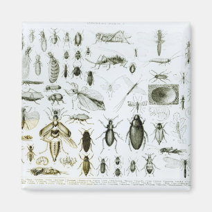Imã Insetos da entomologia