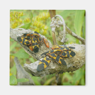 Imã Insetos Milkweed Família #1 Magnet