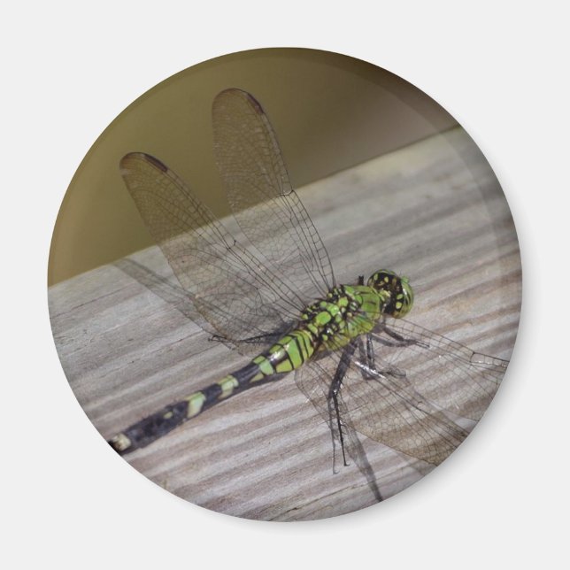 Imã Insett Dragonfly (Frente)