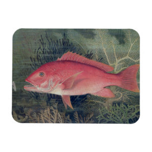Ímã Instantâneo Vermelho, de 'Peixes de Jogo dos Esta