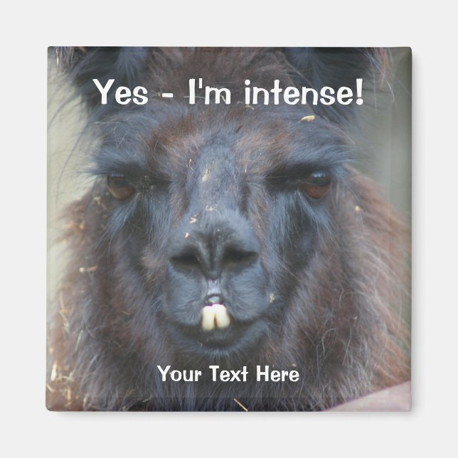 Imã Intenso Black Llama Funny Animal Magnet (Frente)