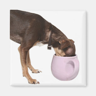 Imã intervalo de café