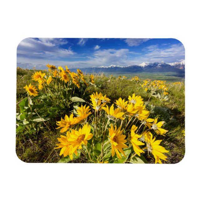 Ímã Intervalo Nacional de Bison (Horizontal)