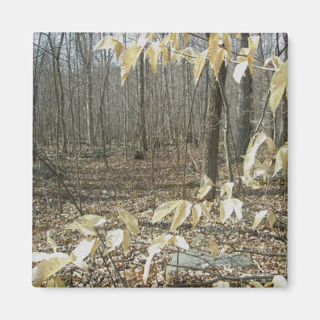 Imã Inverno de Birmanês (Frente)