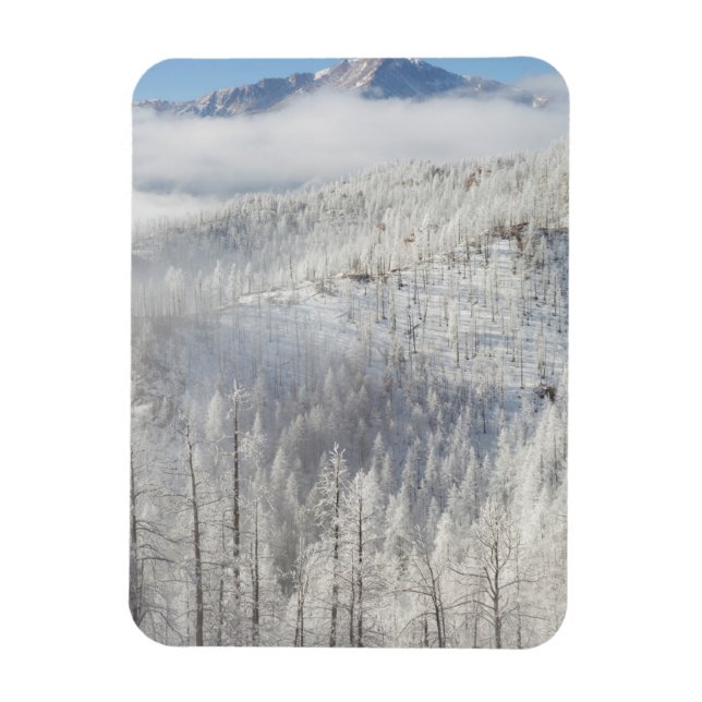 Ímã Inverno na Floresta Nacional de Pike (Vertical)