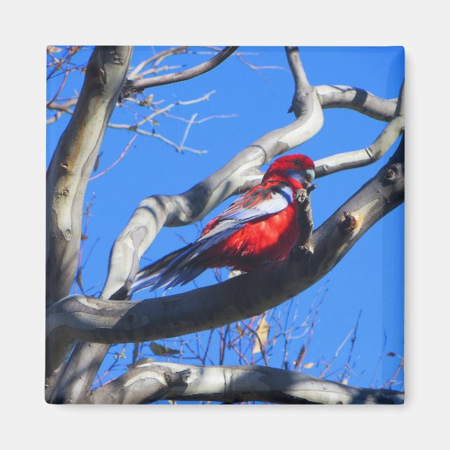 Imã Inverno natural em Canberra (Frente)