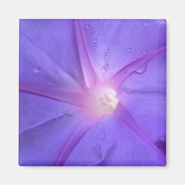 Imã ipomée (Frente)