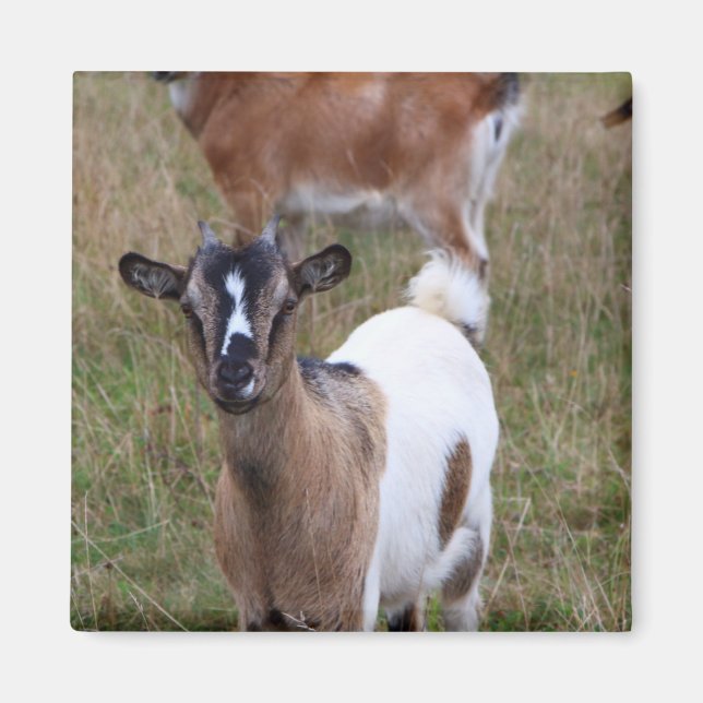 Imã Ir a um campo (Frente)