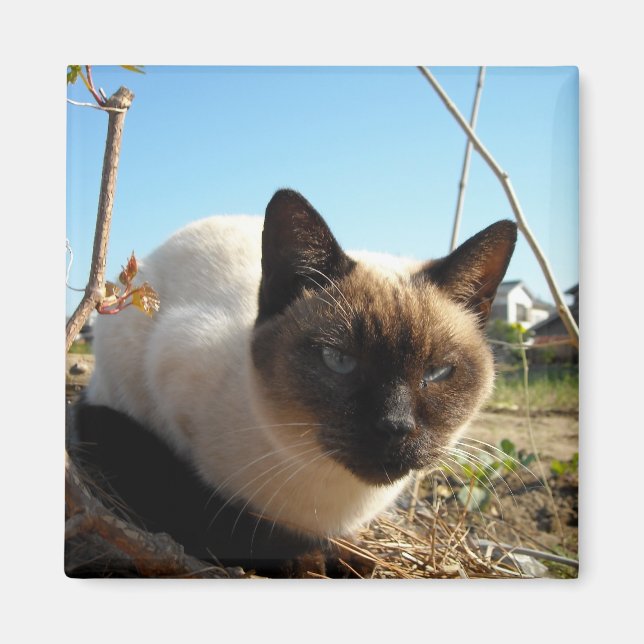 Imã Irate Gatinho (Frente)